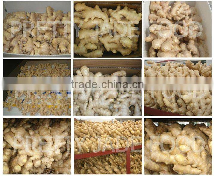 2014 Fresh Ginger (Hot Sale)