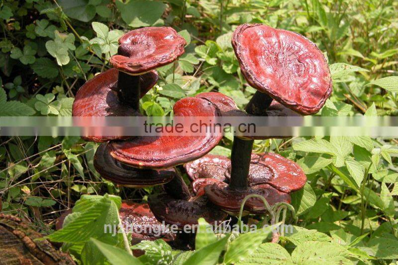 Zhongke Brand Private Label Liver Care Liver Pills Gano Excel Capsule