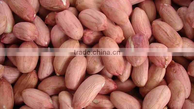 shandong blanched peanut kernel 35/39