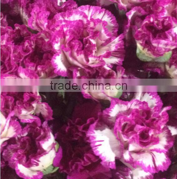 Cheap price carnation plants fresh carnation for gift