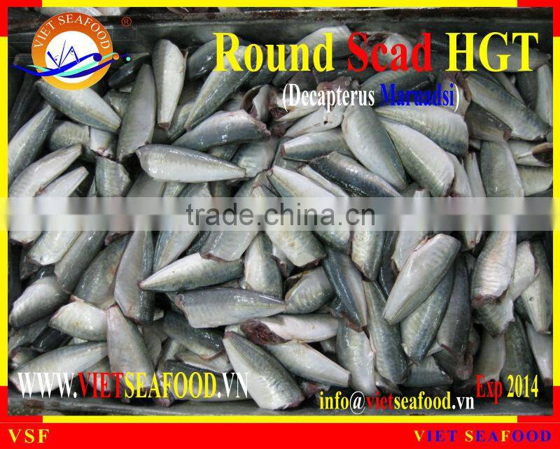 FROZEN HORSE MACKEREL HGT