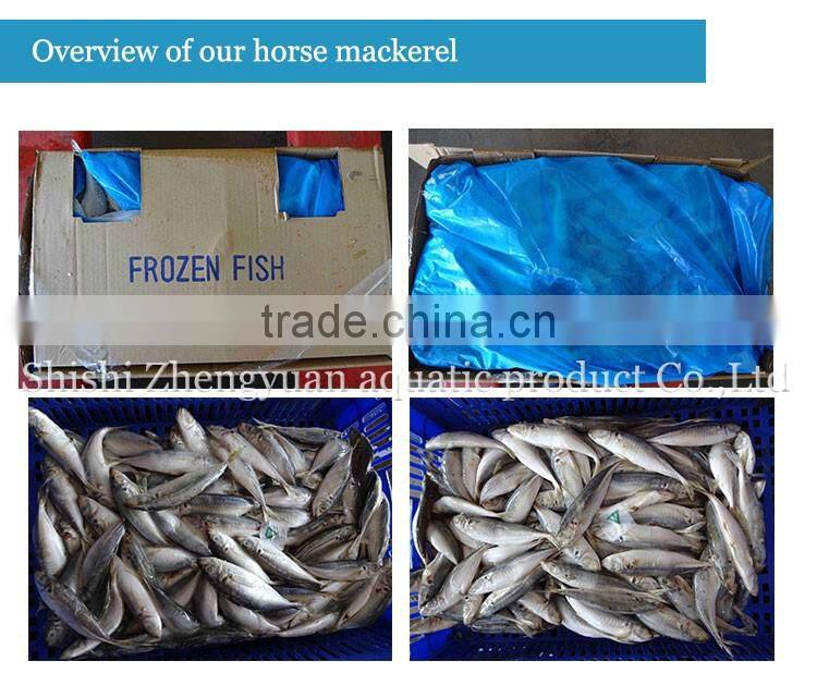New laning whole round seafrozen Horse Mackerel for canning with good quality and competitive price
