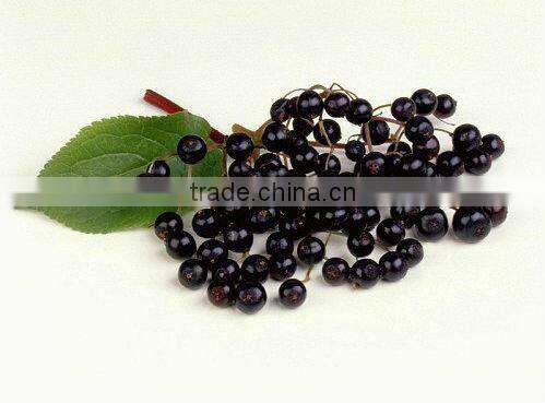 GMP hot sale UV nature elderberry extract for medicine