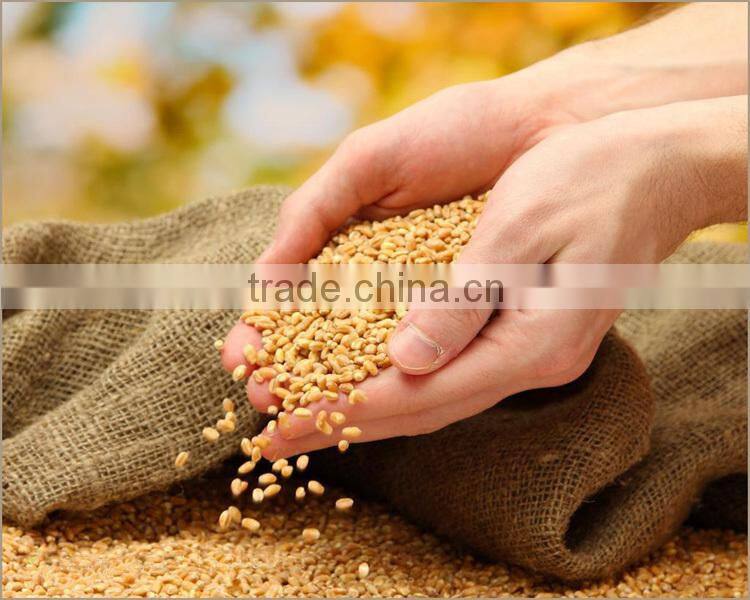 Wheat Germ Oil, Wheat Germ Oil Price, Wheat Germ Extract Oil