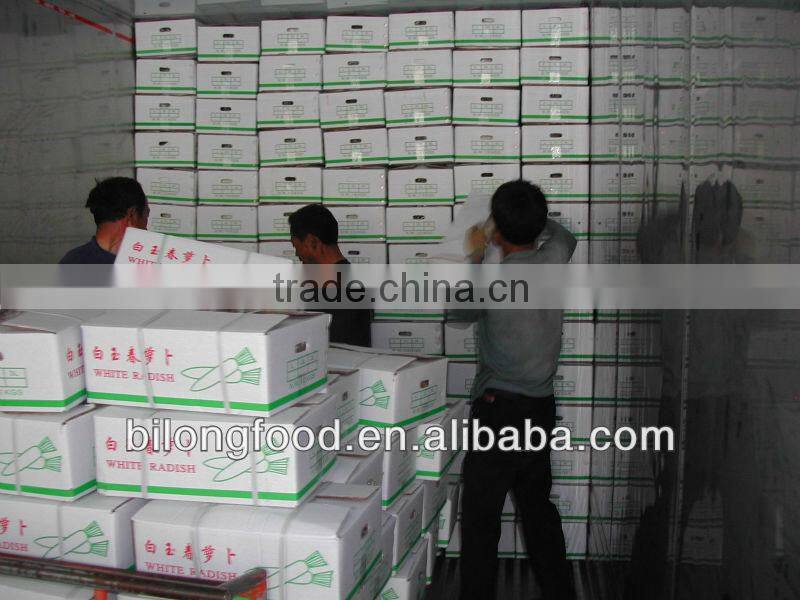 new crop fresh white raddish from china