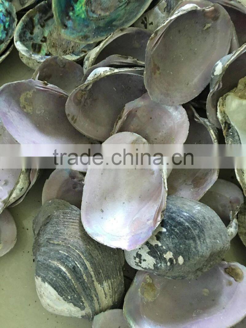 raw American pink shell