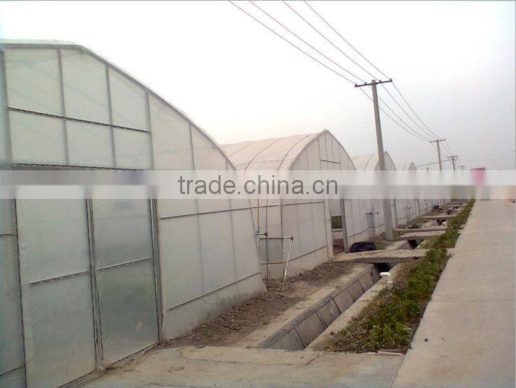 Plastic film greenhouse for tomato