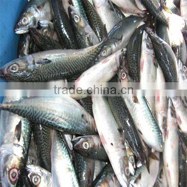 fresh seafood and frozen mackerel fish for sale