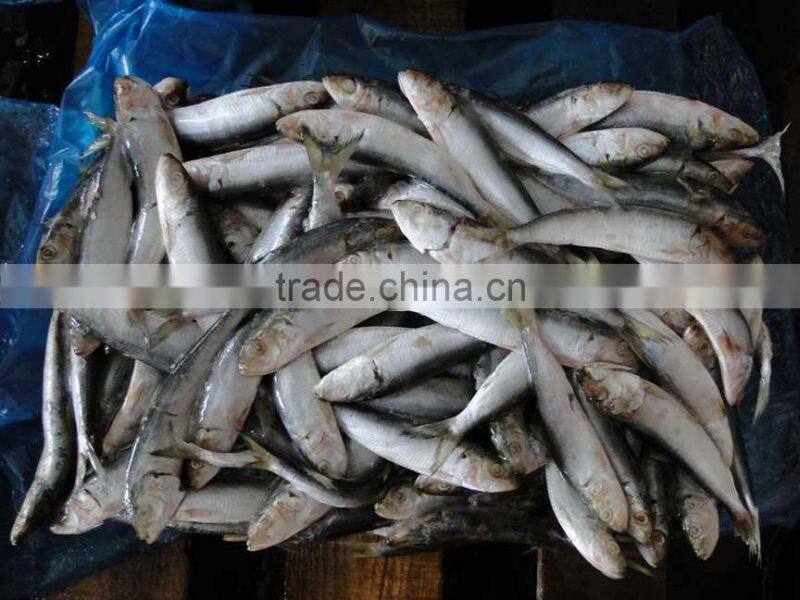 China Best Price Frozen Sardine Fish