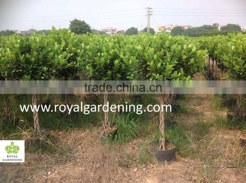 Ficus panda braided ( twisted ) nursery high 1.1m