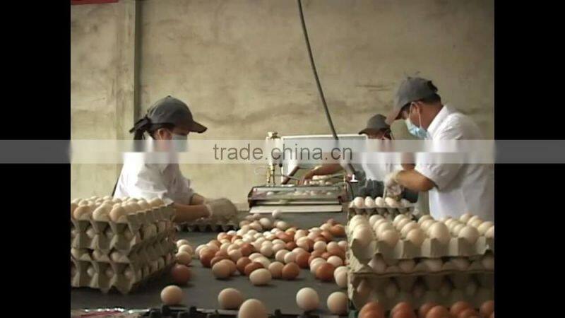 VIET NAM fresh brown chicken eggs