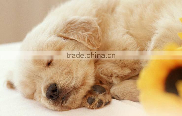 yintex soft cute pet bed