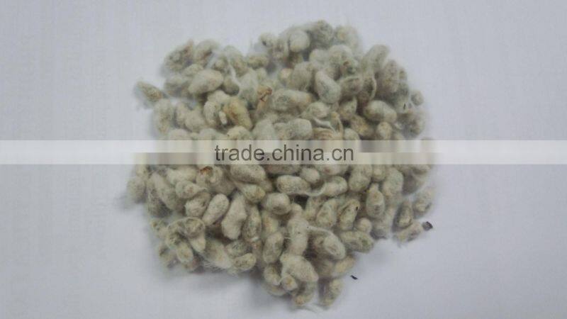 COTTON SEED FOR ANIMAL FEEDING