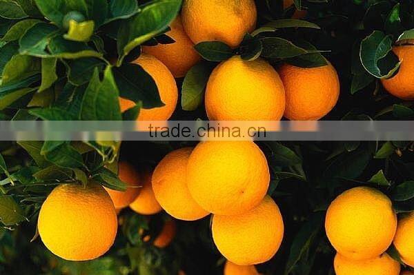 Natural Orange oil - Bottles 20ml