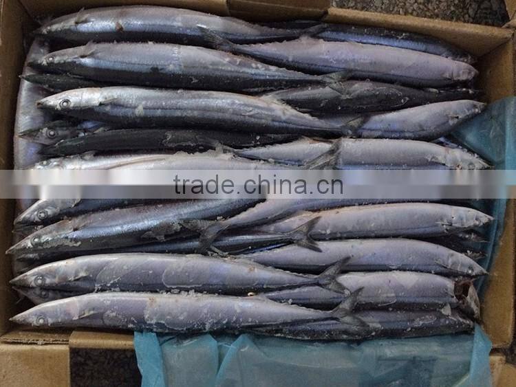frozen fish whole pacific saury for bait