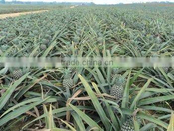 BEST SELLING VIETNAM CANNED PINEAPPLE CHUNKS / SLICES IN SYRUP (20oz/580ml and 30oz/850ml)