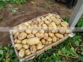 Sell Chinese Fresh Potato to Southeast Asia