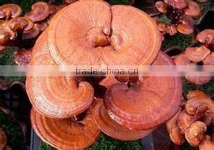 High Quality Natural Ganoderma Lucidum Spore Extract