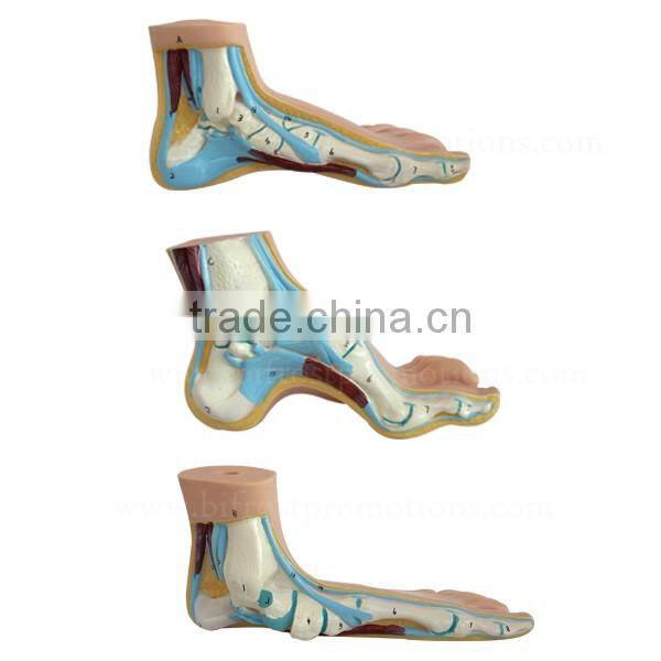 Biological Teaching Aids Education Silicone Foot Model