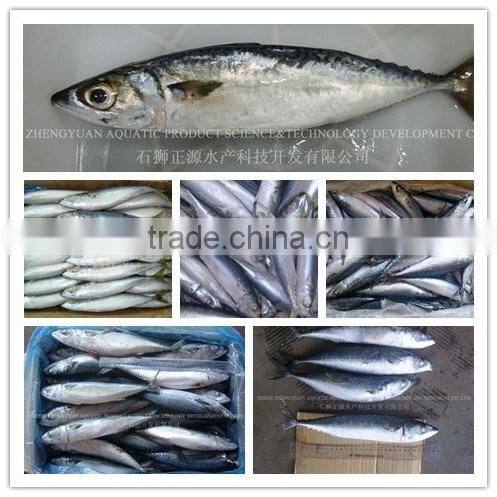 Frozen mackerle scomber scombrus/ scomber japonicus sea frozen
