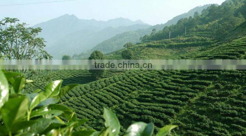 Factory Dropshipping Private Label Japanese green tea powder MOQ 10kg Cinnamon matcha powder varieties of flavour