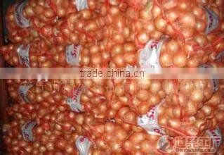 onion export india