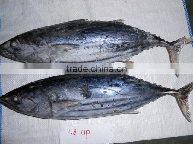 Skipjack Whole Round (frozen on board)