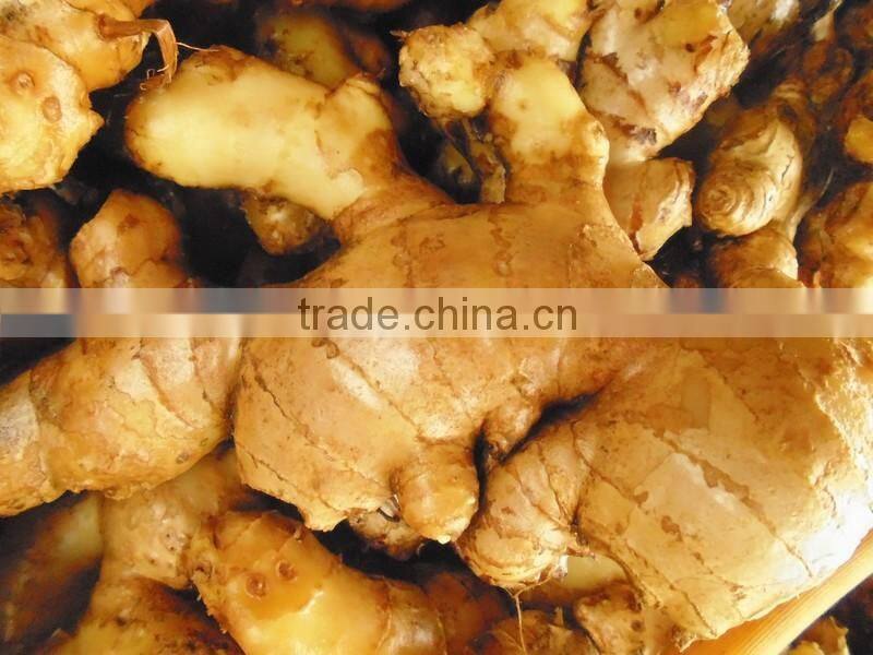 Hight Quality fresh Ginger best price