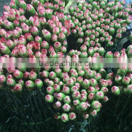 Cheap price carnation plants fresh carnation for gift