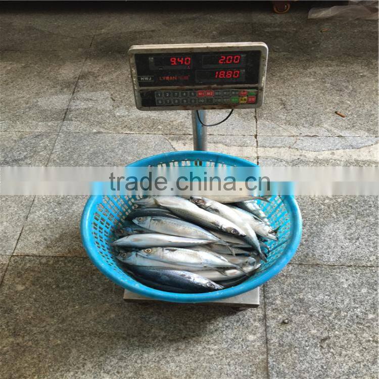 frozen pacific mackerel WR fish for tuna bait
