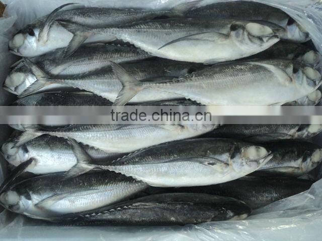 Frozen Horse mackerel