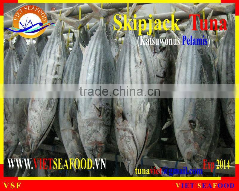 WHOLE ROUND FROZEN SKIPJACK TUNA