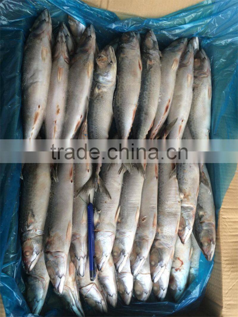 Frozen mackerel 200-300g W/R scomber japonicus