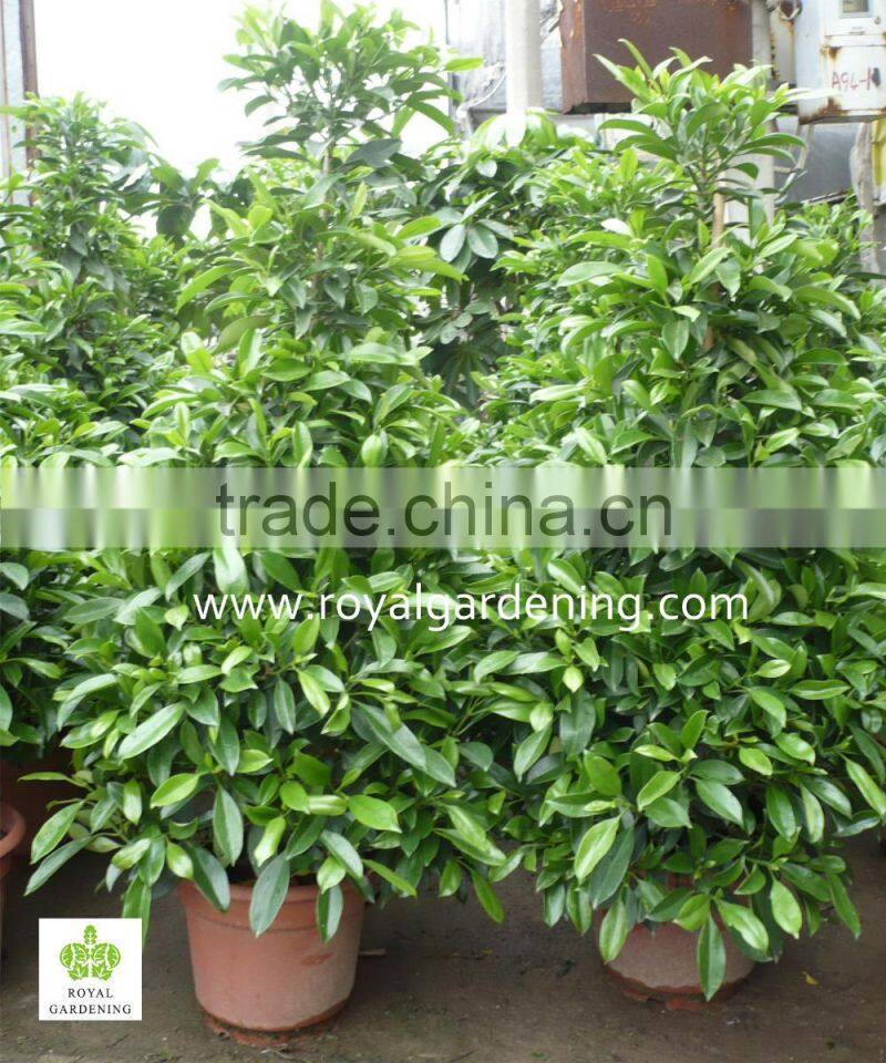 Stephanotis floribunda(Floradora,Madagascar Jasmine,Wax Flower)