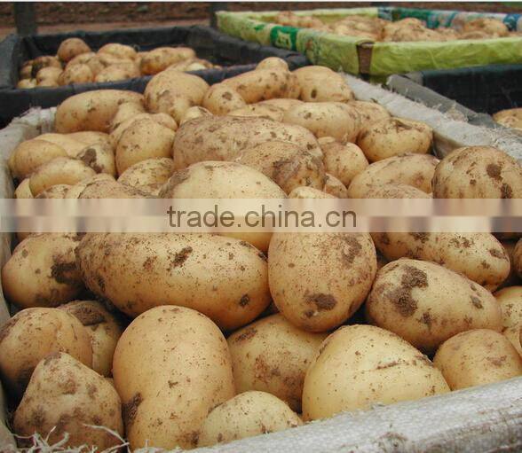 Alibaba 2016 China 10kg Potato Paper Bags Factory Price