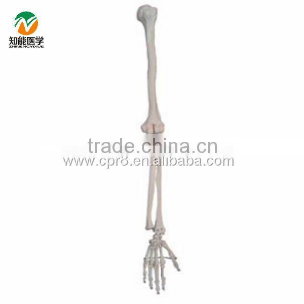 BIX-A1029 Life-Size Upper limb skeleton model