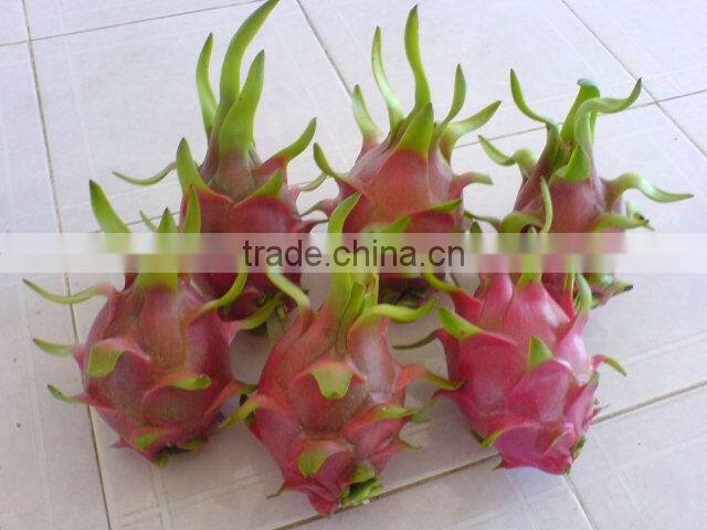 Fresh Dragon Fruit (dragon fruit)