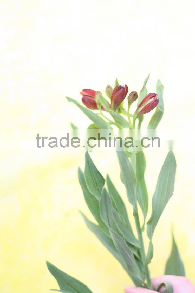Wide varieties top sell high quality fresh cut flower peruvian lily