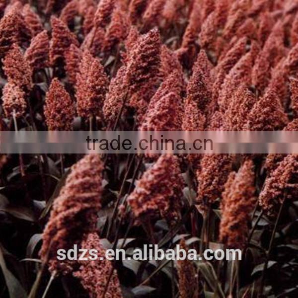very competitive grain sorghum price