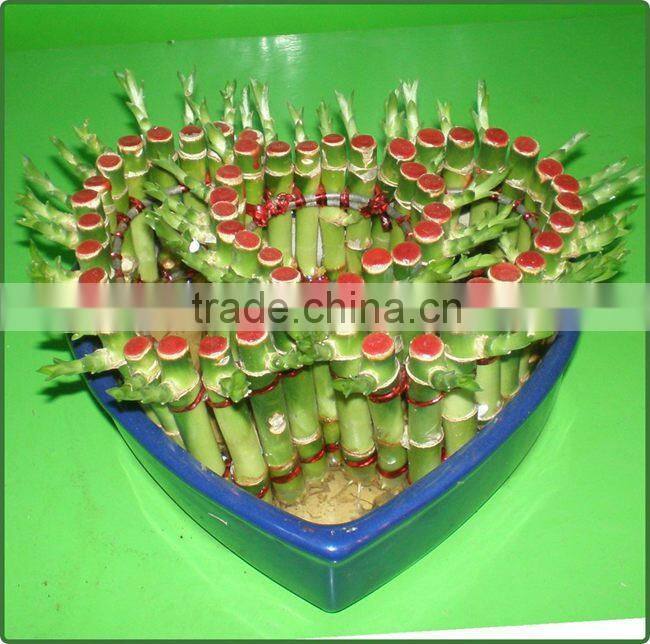 heart shaped love shaped tower lucky bamboo bonsai dracaena sanderiana indoor aquatic feng shui plants nursery garden decoration