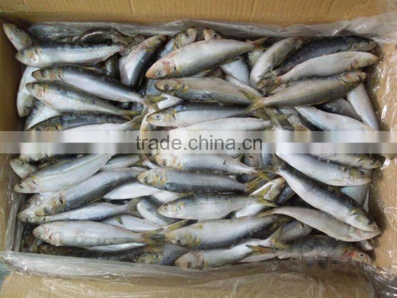 Frozen Sardine Fish For Bait And Canning