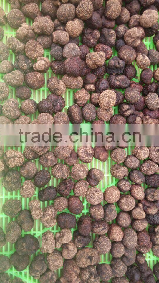 Chinese hot sale best quality frozen truffle mushroom