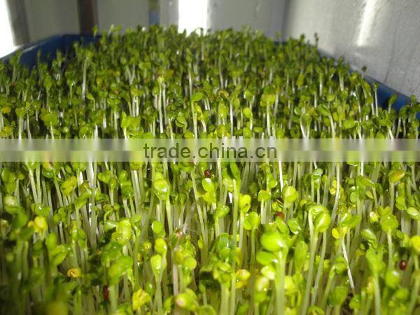 Automatic bean sprout machine for soybean mung bean growing cultivating