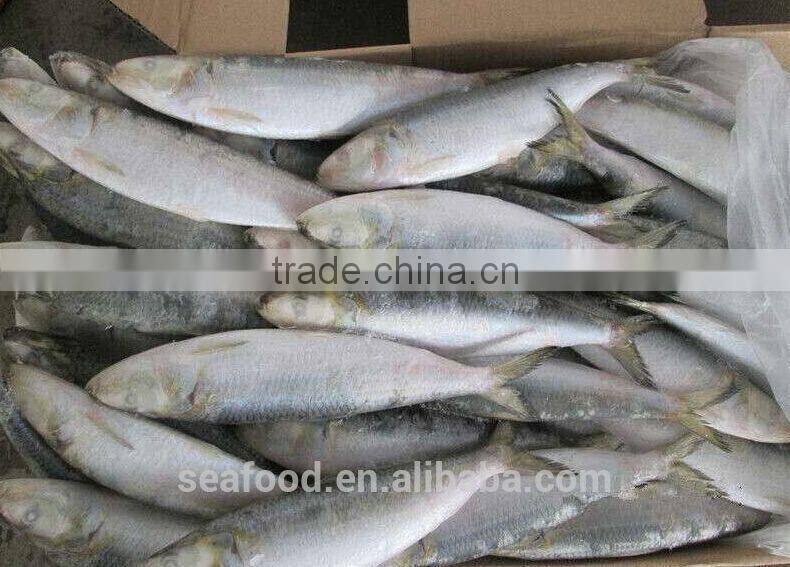 Frozen &cheap sardine fish wholesale food prices wholesale frozen seafood