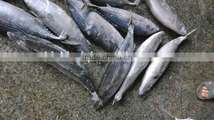 frozen bonito sarda sarda 750-1000G