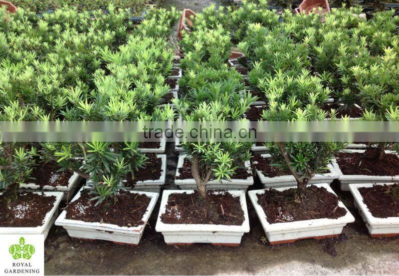 Podocarpus macrophyllus