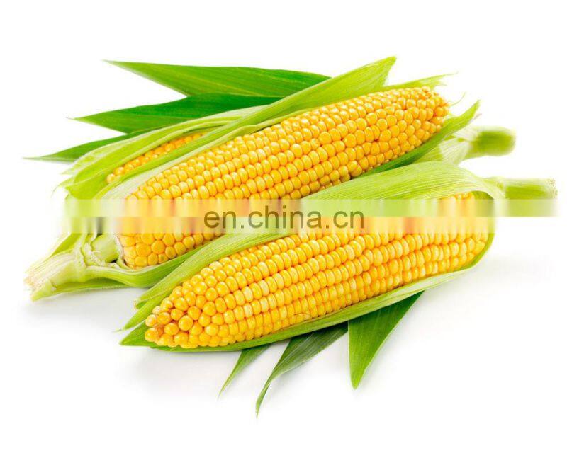 hot selling fresh sweet corn husker machine