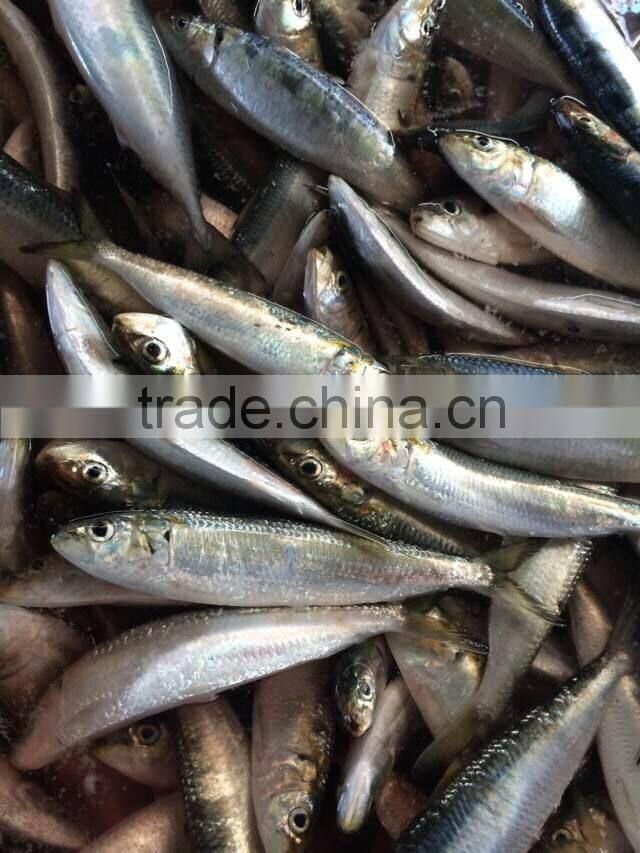 frozen sardine fish