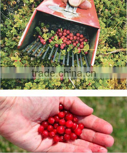 New Arrivel Beautiful Design And Convenient Berry Shovel