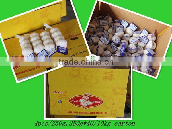 chinese fresh garlic supplier